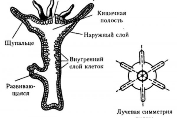 Ссылка на кракен в тор браузере